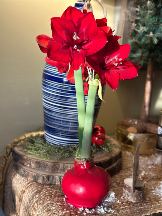 Red Amaryllis Bulb